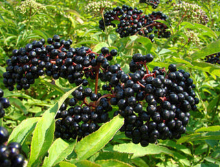 Elderberry Powder
