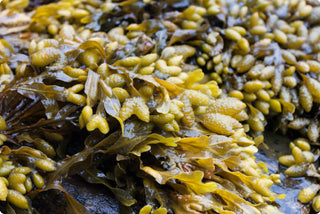 Sea Moss Capsules with Bladderwrack & Burdock Root