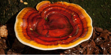 Load image into Gallery viewer, Mushroom Reishi - Capsules
