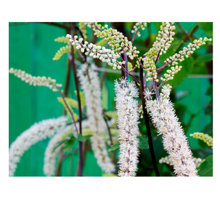 Black Cohosh Root