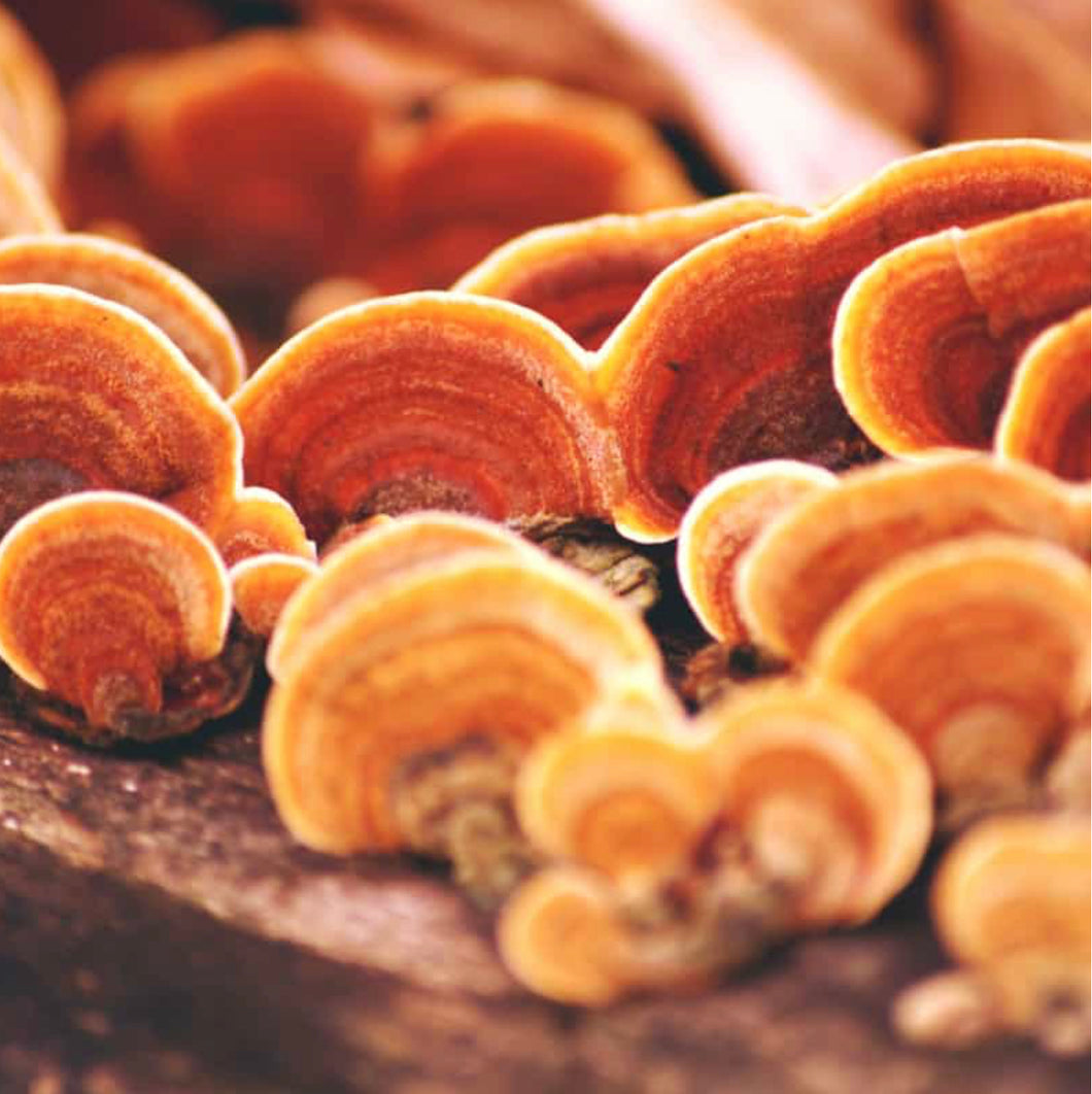 Mushroom Reishi - Capsules
