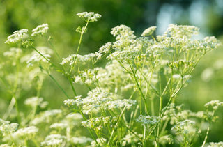 Anise Seed (Whole)