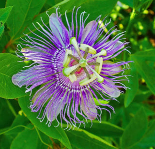 Passion Flower Herb