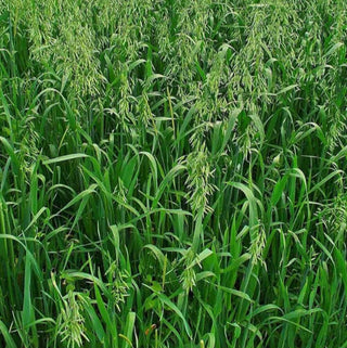 Oat Straw