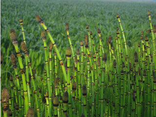Horsetail
