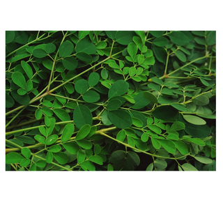 Moringa Tea