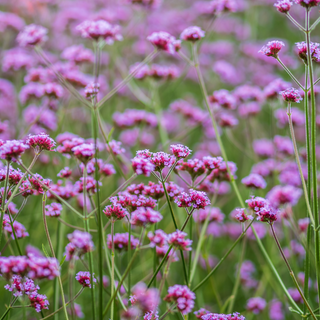 Vervain Herb