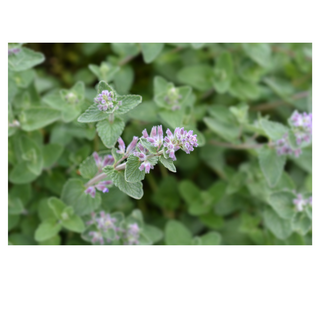 Catnip