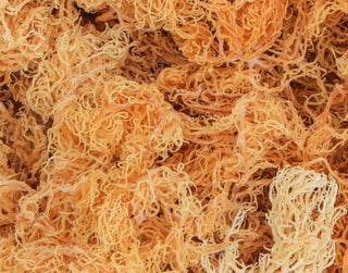 Wildcrafted Sea Moss - St Lucia