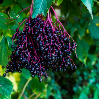 Elderberry Sea Moss Gel