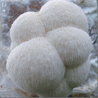 Mushroom Lions Mane Capsules