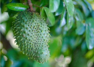 Soursop ( Graviola) Whole Leaves